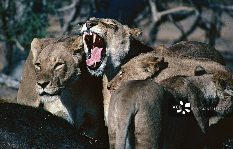 母狮咆哮图片素材