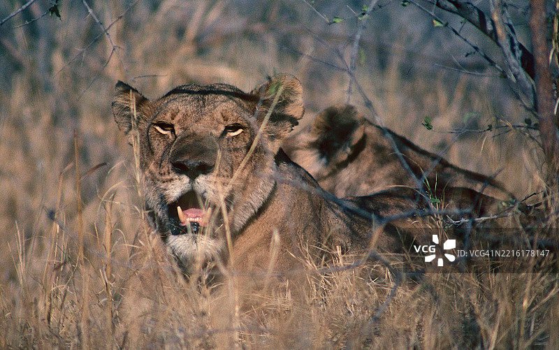 母狮肖像图片素材