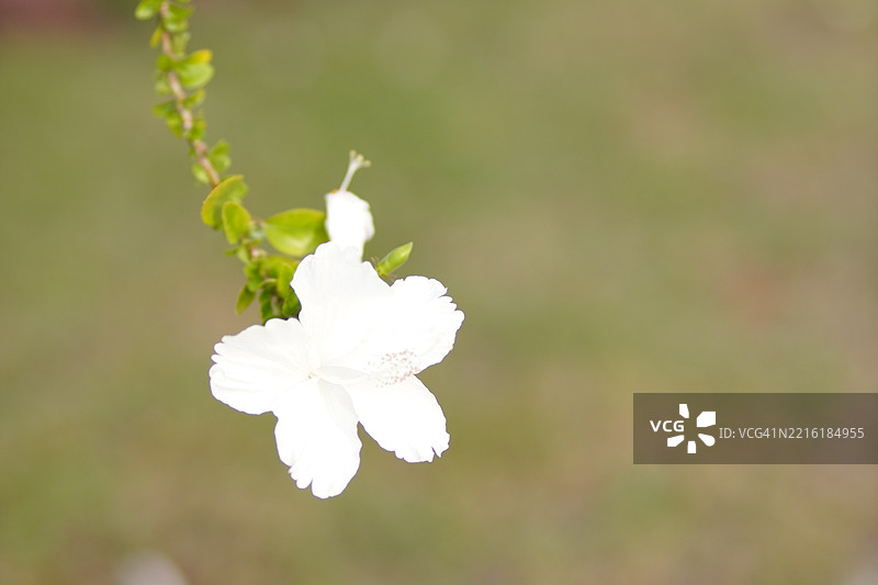 鞋花 美丽的黄色花朵 在花园中盛开，自然背景模糊，木槿，木槿科图片素材