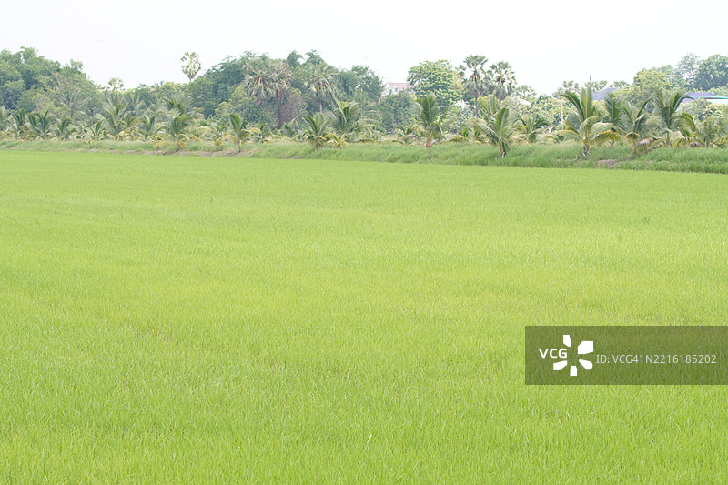 田野中的绿色稻谷，茉莉香米在灌木树上，背景是阴云密布的自然天空图片素材