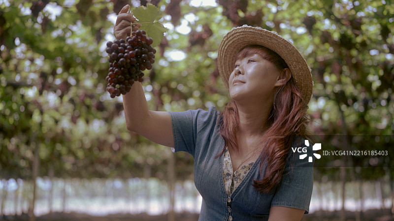 在葡萄藤间游玩的亚洲女士图片素材