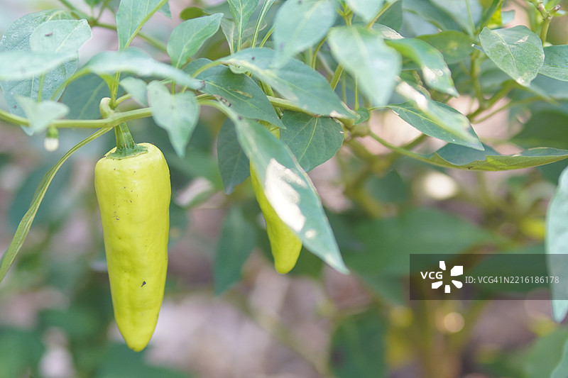 甜椒图片素材