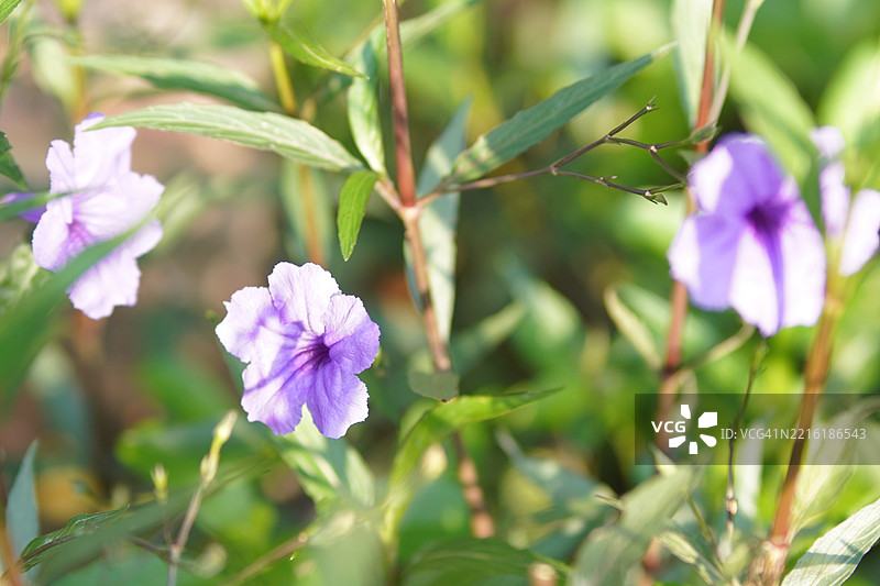 鲁埃利亚块根图片素材