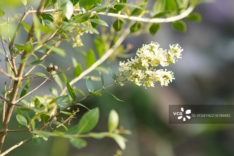 指甲花 Lawsonia inermis图片素材