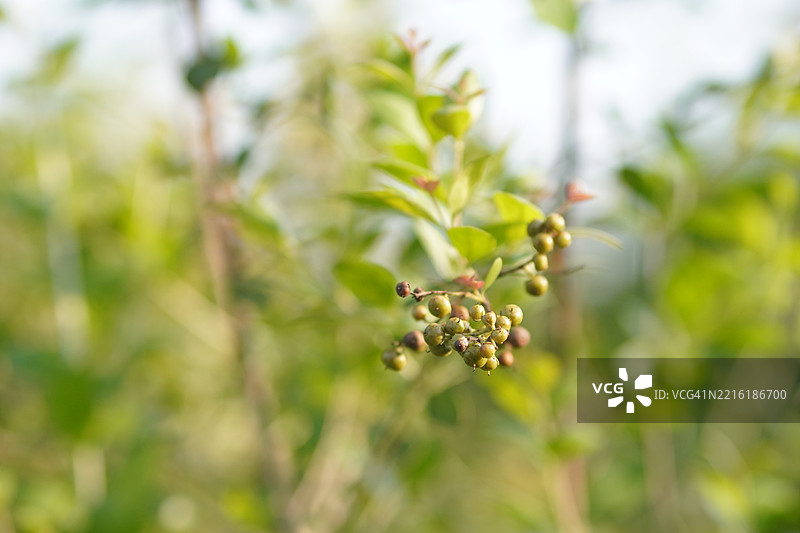 指甲花 Lawsonia inermis图片素材