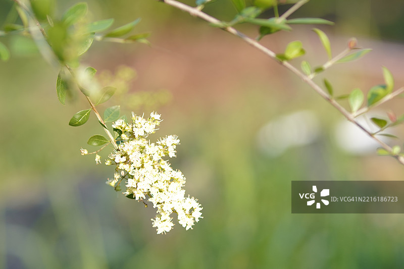 指甲花 Lawsonia inermis图片素材
