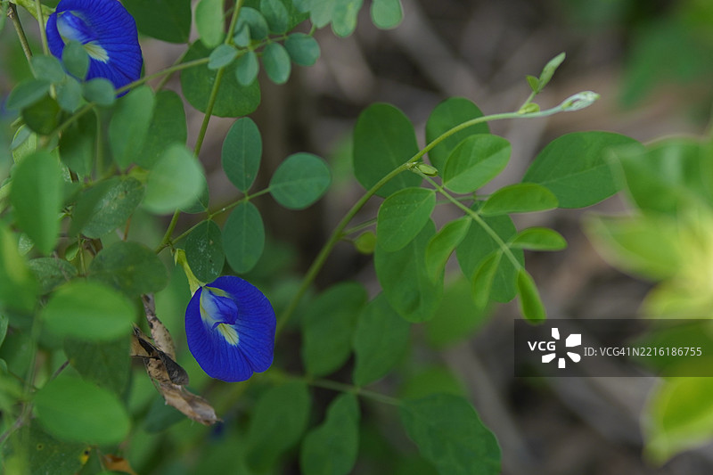 蝶豆花图片素材