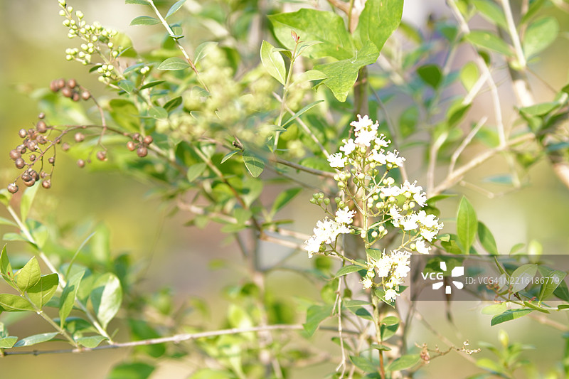 指甲花 Lawsonia inermis图片素材