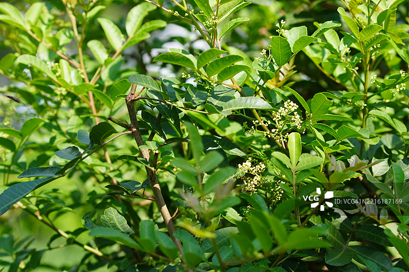 巴西胡椒树图片素材