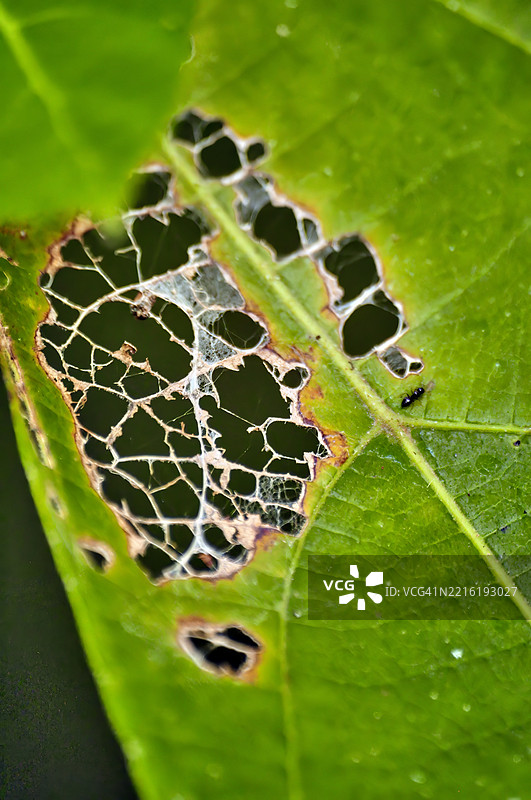 一片绿色的叶子上有大而不规则的孔洞，并因昆虫取食而变黄。图片素材