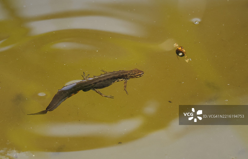 一只光滑的新ts，Lissotriton vulgaris，正潜伏在水面下捕猎水甲虫。图片素材