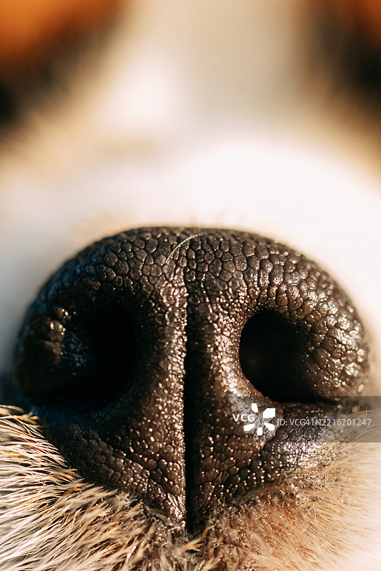 狗鼻子的特写，展现出纹理细节图片素材