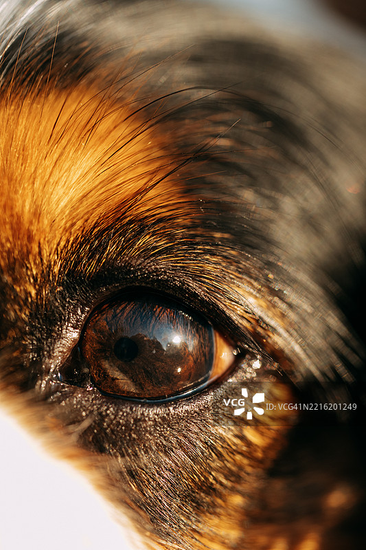 狗的棕色眼睛和毛发特写，充满表情图片素材