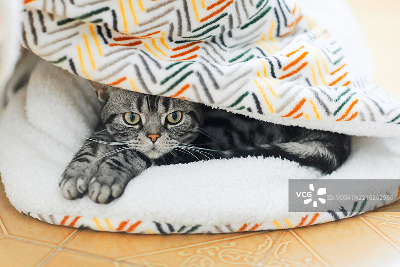 短毛猫藏在被子里图片素材