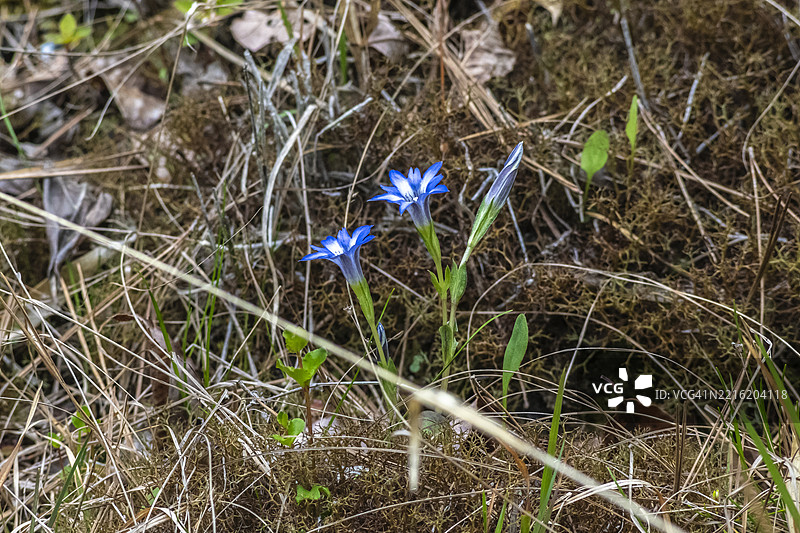 春天龙胆花（Gentiana thunbergii）在乡间小路旁图片素材
