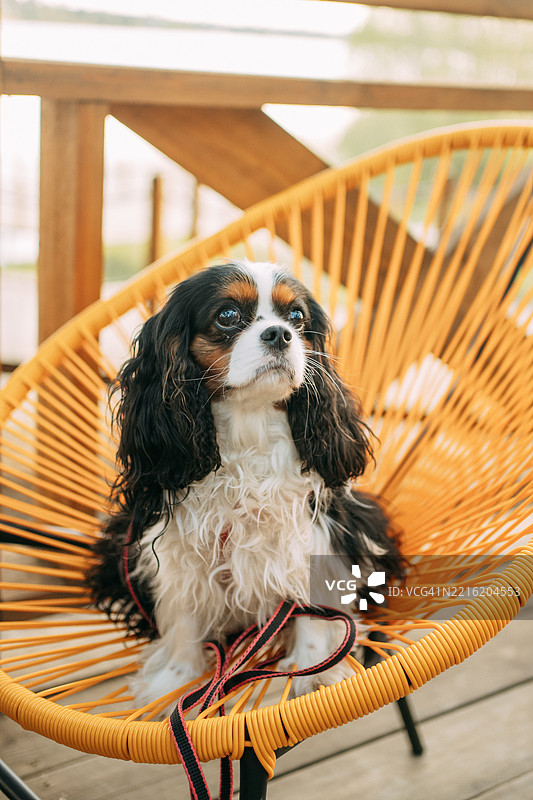 在户外坐在黄色椅子上的骑士查尔斯王犬图片素材