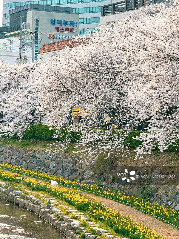河边的春天樱花图片素材