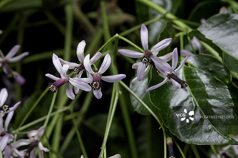 梅利亚（chinaberry tree, bead-tree, Cape lilac, syringa, Persian lilac, Indian lilac, white cedar, Texas umbrella tree）图片素材