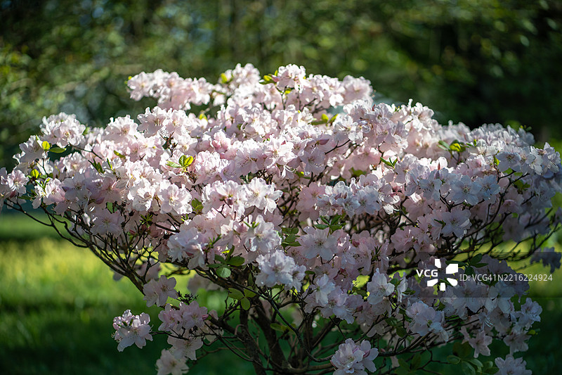 阳光明媚的日子里，公园中盛开的粉色杜鹃花特写图片素材