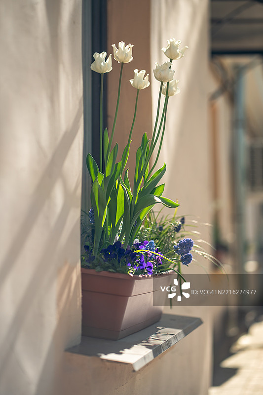 窗台花箱里盛开着五彩缤纷的白色郁金香、风信子和其他春季花卉，置于户外。图片素材