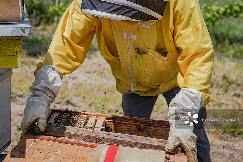 打开的蜂巢里有很多蜜蜂，新捕获的一群蜜蜂图片素材