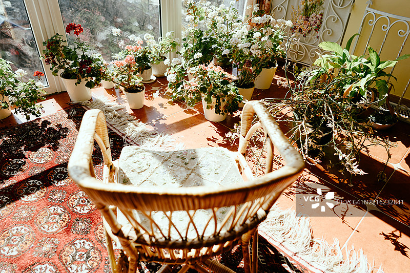 阳光明媚的舒适房间，展示着藤椅和盆栽植物图片素材