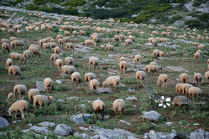 一群羊图片素材