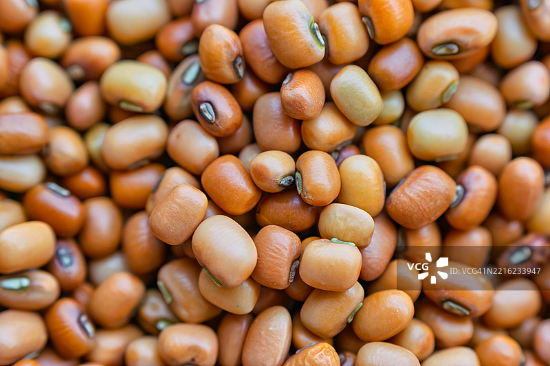 生蚕豆（Vigna aconitifolia）的特写镜头图片素材