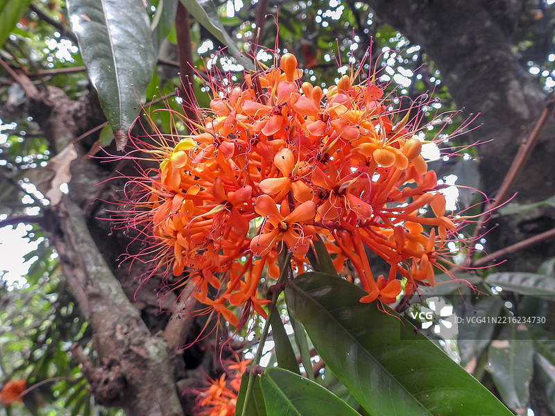 阿育王树花图片素材