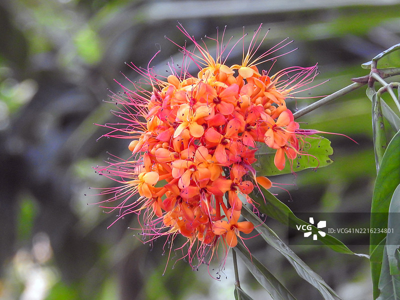 阿育王树花图片素材