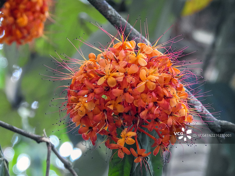 阿育王树花图片素材