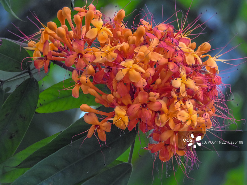 阿育王树花图片素材