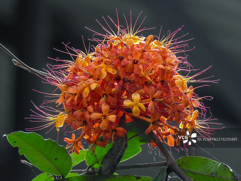 阿育王树花图片素材