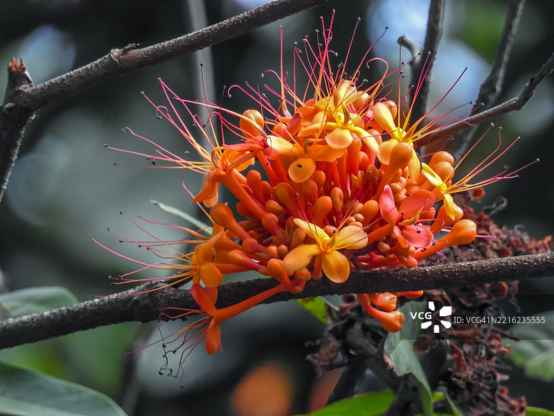 阿育王树花图片素材