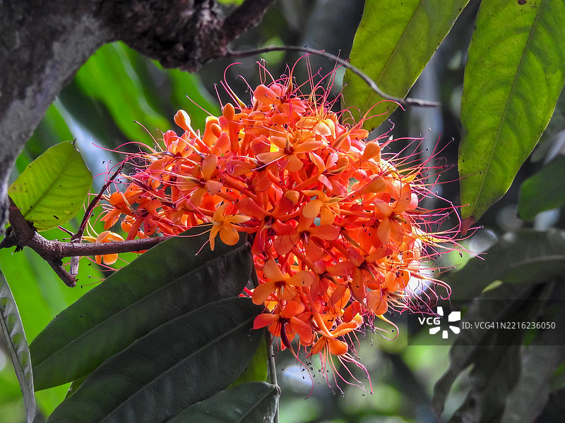 阿育王树花图片素材