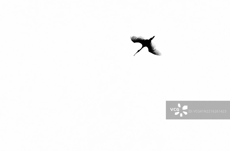 鸟类下降的剪影图片素材