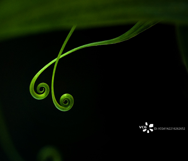 两株曲线优美的蕨类植物幼苗看起来像音符。黑色背景。图片素材