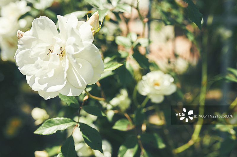 阳光明媚的花园中白玫瑰花的特写图片素材