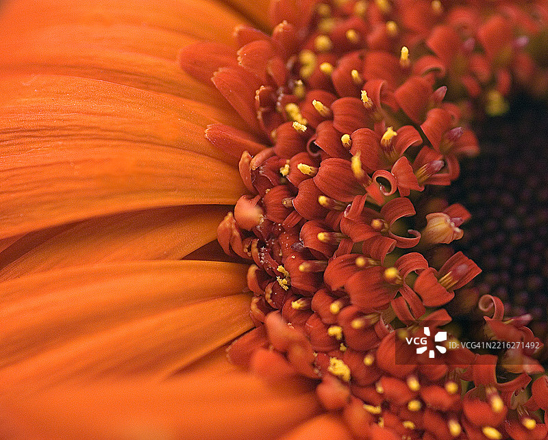 一朵鲜艳的橙色非洲菊特写镜头。图片素材
