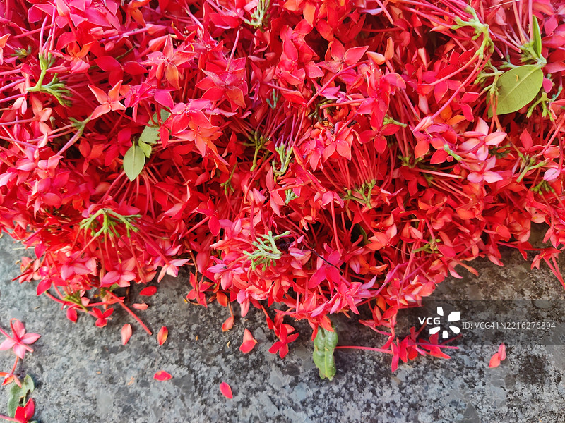 切蒂花/丛林石榴花/九重葛的特写照片图片素材