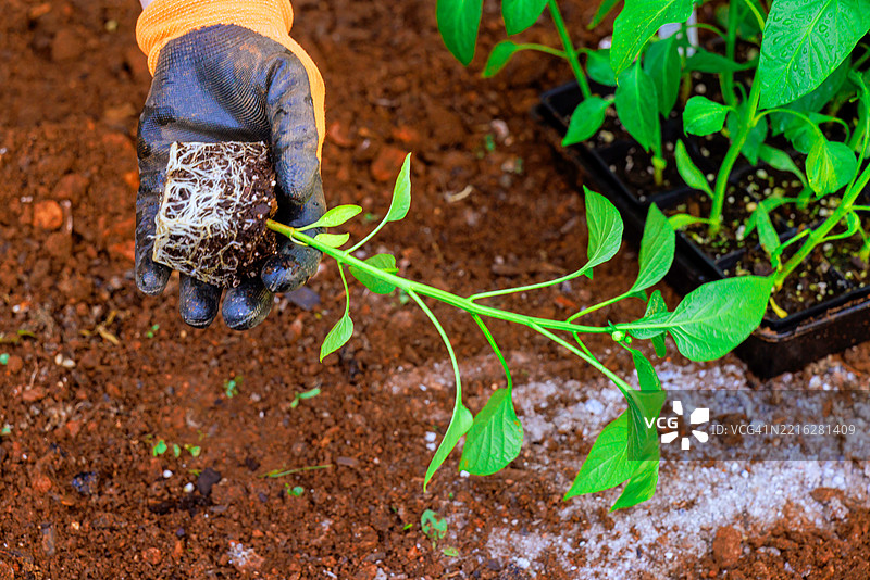园丁准备将健康的辣椒幼苗移植到图片素材