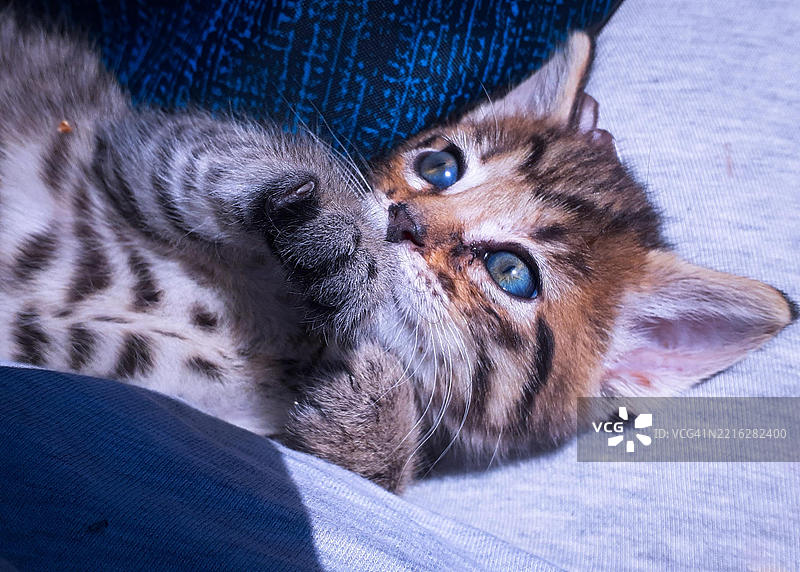 顽皮的小猫和她美丽的蓝眼睛，华盛顿州斯波坎，美国图片素材