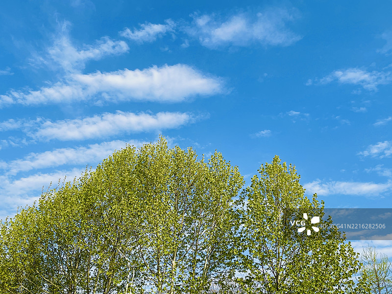 低角度视图的树木与天空相对照图片素材