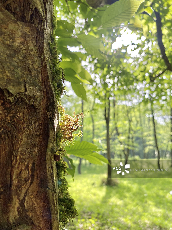 森林中树干的特写图片素材