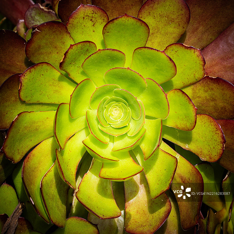 多肉植物的特写镜头图片素材