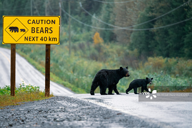 黑熊母亲和幼崽在警告标志附近过马路。图片素材