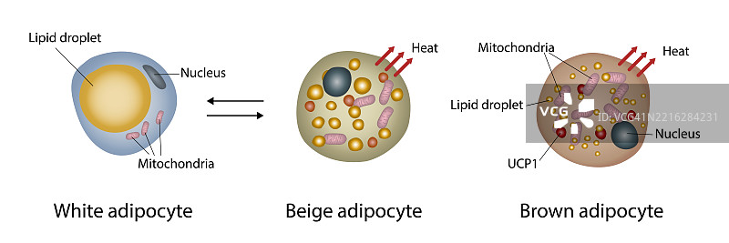 脂肪细胞结构比较插图图片素材