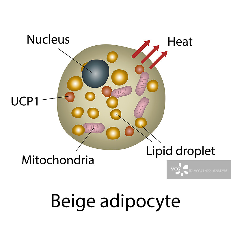 米色脂肪细胞结构插图图片素材