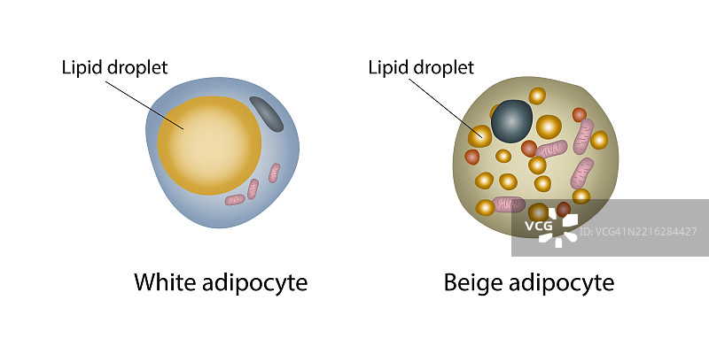 白色和米色脂肪细胞中的脂滴插图图片素材