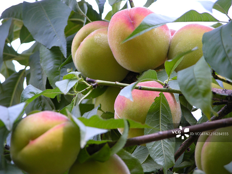 土耳其马拉蒂亚树上的水果特写图片素材